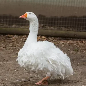 Sebastopol Geese