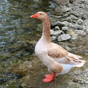 Buff Geese