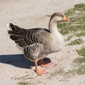  French Toulouse Geese