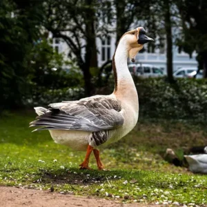 Super African Geese