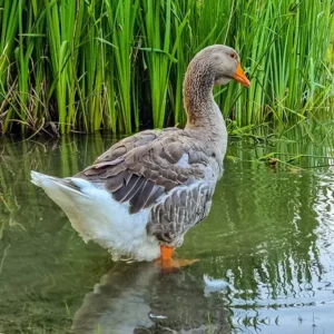 Large Dewlap Toulouse Geese