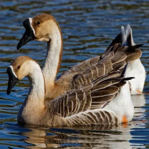 Brown Chinese Geese