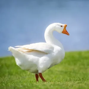 White Chinese Geese