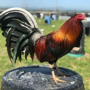 Yellow leg Albany For Sale