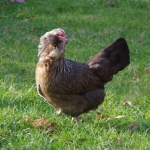 Easter Eggers (Americana)