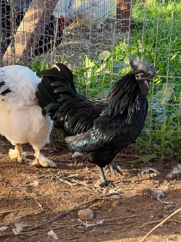  Ayam Cemani