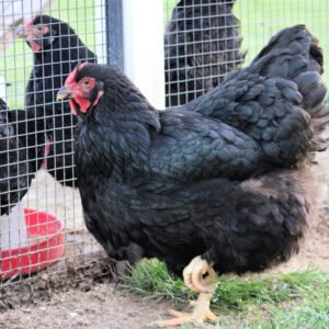 Black Wyandotte