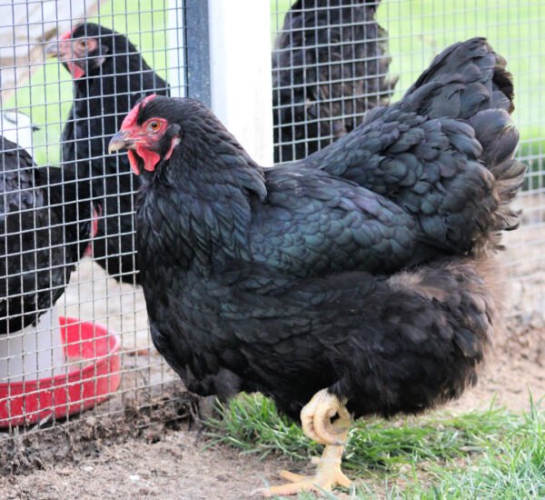 Black Wyandotte