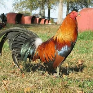 Blueface Hatch Stag