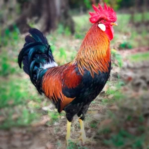 Brown Leghorn