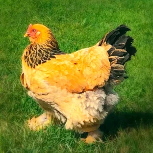 Buff Brahma