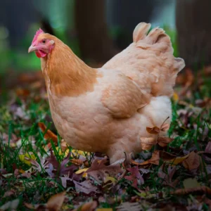 Buff Orpington Chicken