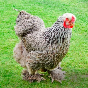 Dark Brahma