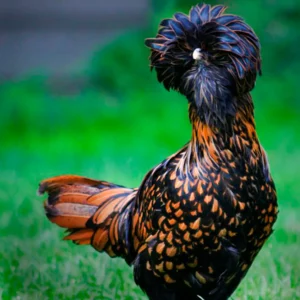 Gold Laced Polish
