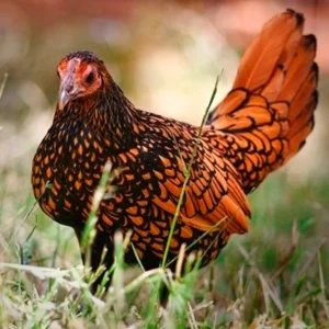 Gold Sebright