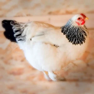 Light Brahma