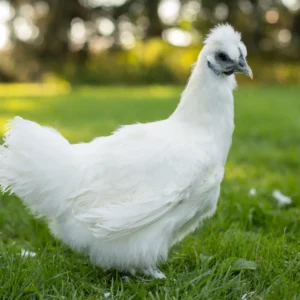 White Silkie Bantam