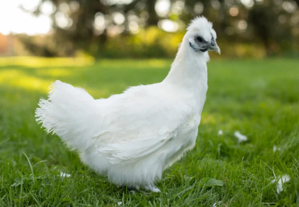 White Silkie Bantam