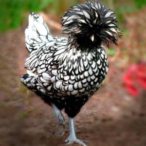 Silver Laced Polish