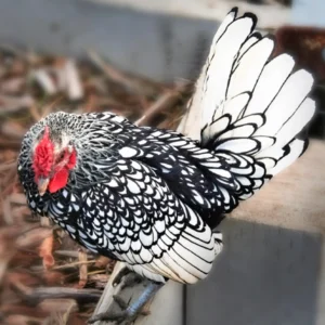 Silver Sebright