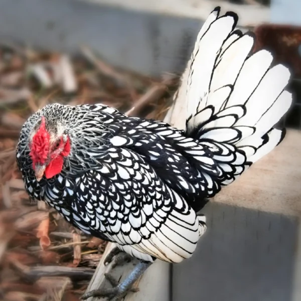 Silver Sebright