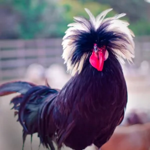 White Crested Black Polish