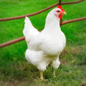 White Jersey Giant