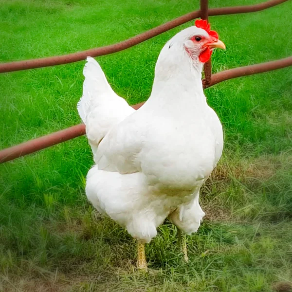White Jersey Giant