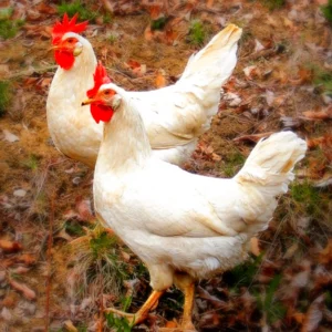 White Leghorn