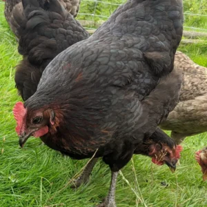 Black Coop Maran