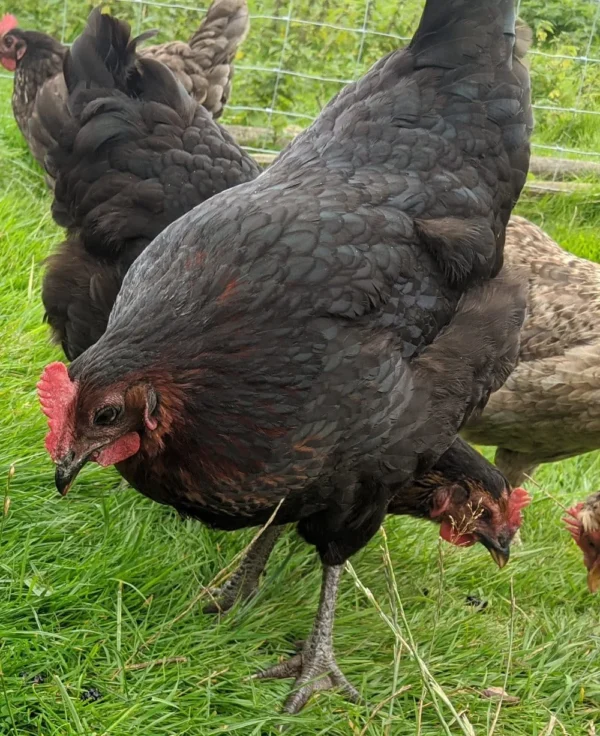 Black Coop Maran