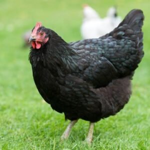 Black Australorp Chickens