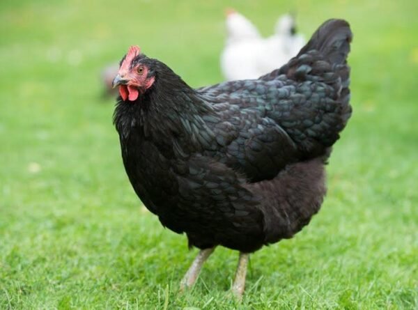 Black Australorp Chickens