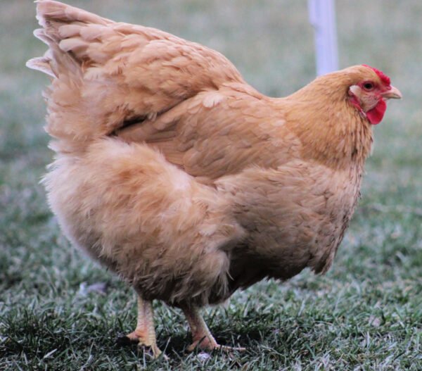 Buff Wyandotte