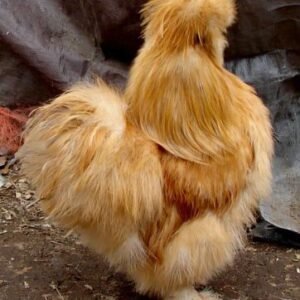 Buff Silkie Fluffy Charm