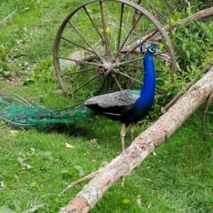 India Blue Peafowl