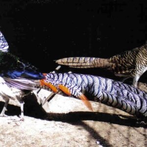 Lady Amherst Pheasant