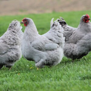 Lavender Wyandotte