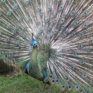 Java Green Peafowl