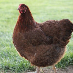 Partridge Wyandotte
